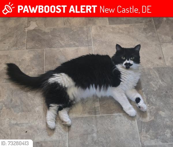 Lost Female Cat last seen Stanton & Liberty, New Castle, DE 19720
