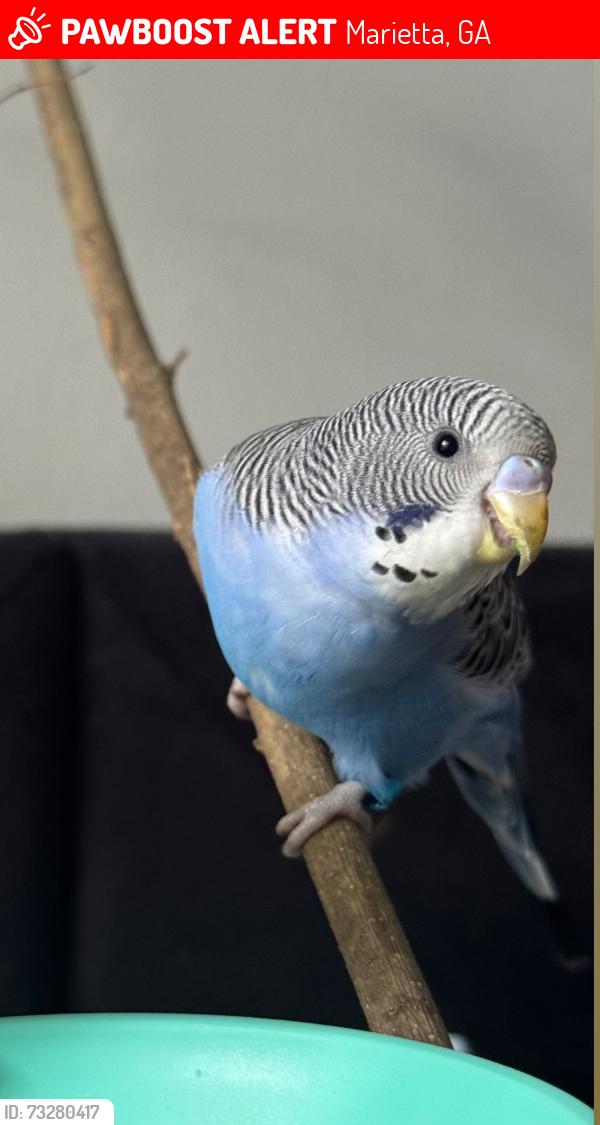 Lost Male Bird last seen Belligham Aparments, Marietta, GA 30062