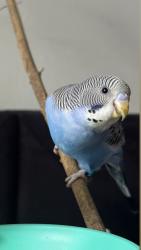 Lost Male Bird last seen Belligham Aparments, Marietta, GA 30062
