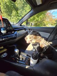 Reunited Male Dog last seen Dupree Road, Woodstock, GA 30066