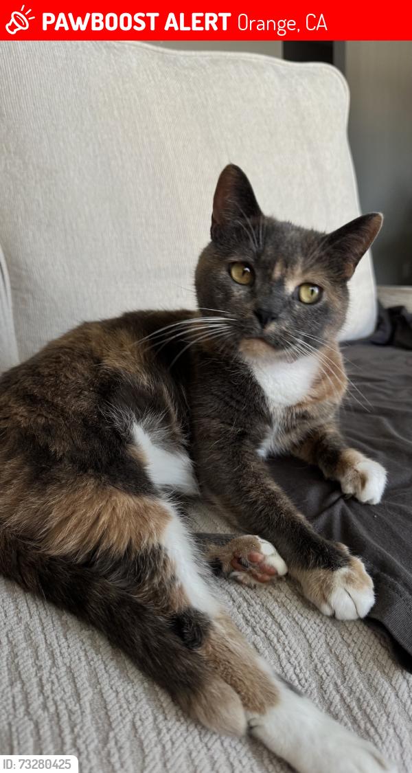 Lost Female Cat last seen Hewes, Orange, CA 92869