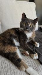 Lost Female Cat last seen Hewes, Orange, CA 92869