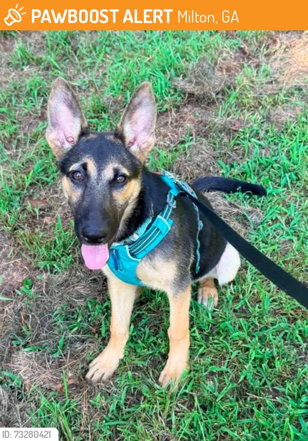 Found/Stray Female Dog last seen Redd rd, Thompson rd, Milton, GA 30004
