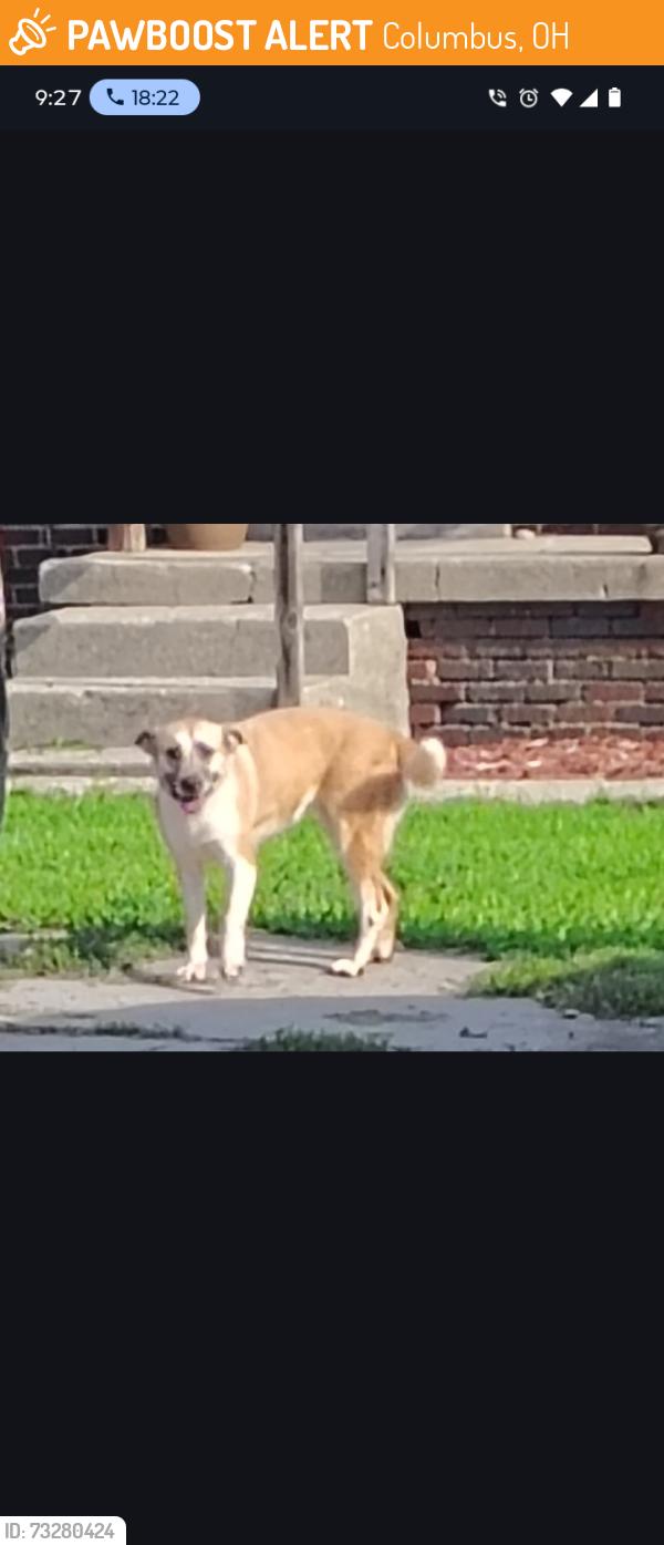 Found/Stray Female Dog last seen Ridge, Columbus, OH 43204