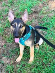 Found/Stray Female Dog last seen Redd rd, Thompson rd, Milton, GA 30004