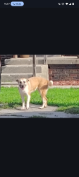 Found/Stray Female Dog last seen Ridge, Columbus, OH 43204