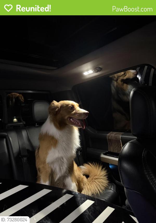 Reunited Male Dog last seen Main Street by middle school and corner store, Monroe, WA 98272