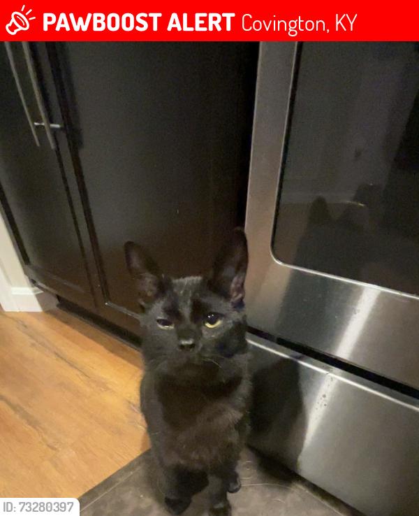 Lost Male Cat last seen Ambrato Way, Covington, KY 41017