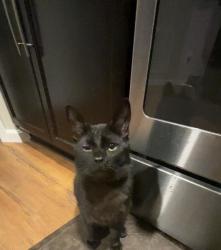 Lost Male Cat last seen Ambrato Way, Covington, KY 41017