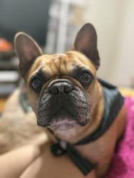 Lost Male Dog last seen Coulson st, Houston, TX 77015