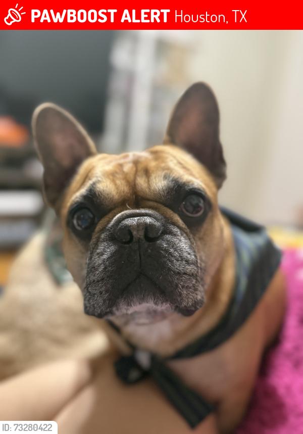 Lost Male Dog last seen Coulson st, Houston, TX 77015