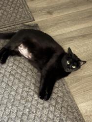 Lost Male Cat last seen Nearby rock creek neighborhood, Jacksonville, NC 28540