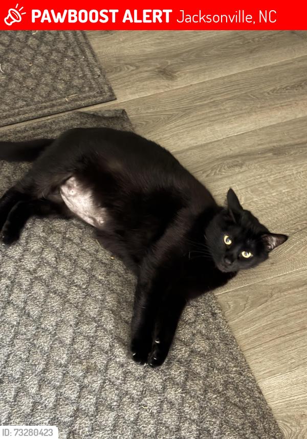 Lost Male Cat last seen Nearby rock creek neighborhood, Jacksonville, NC 28540