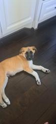 Found/Stray Male Dog last seen Attwater in Waller, Waller, TX 77484