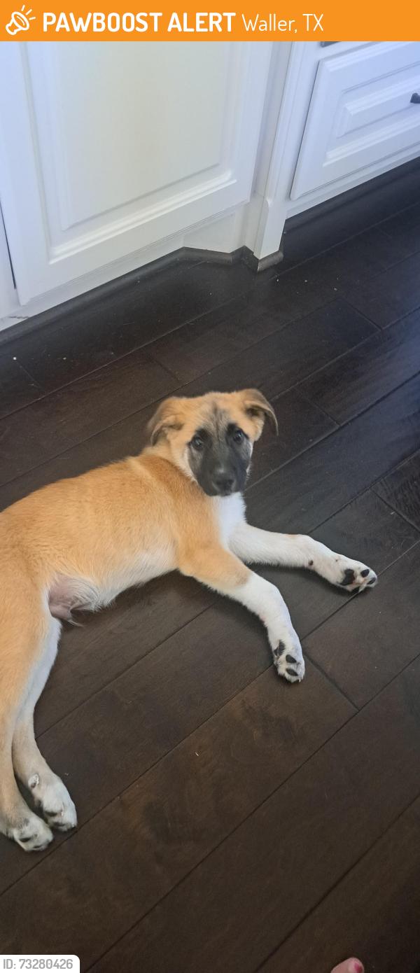 Found/Stray Male Dog last seen Attwater in Waller, Waller, TX 77484