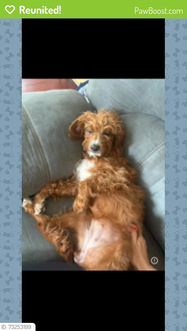 Reunited Female Dog last seen Broadview, Lorain, OH 44053