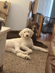 Reunited Female Dog last seen Ridge rd, Largo, FL 33771