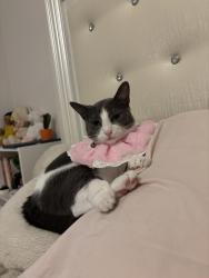 Reunited Female Cat last seen Fieldstream north and brown trout, Orlando, FL 32825