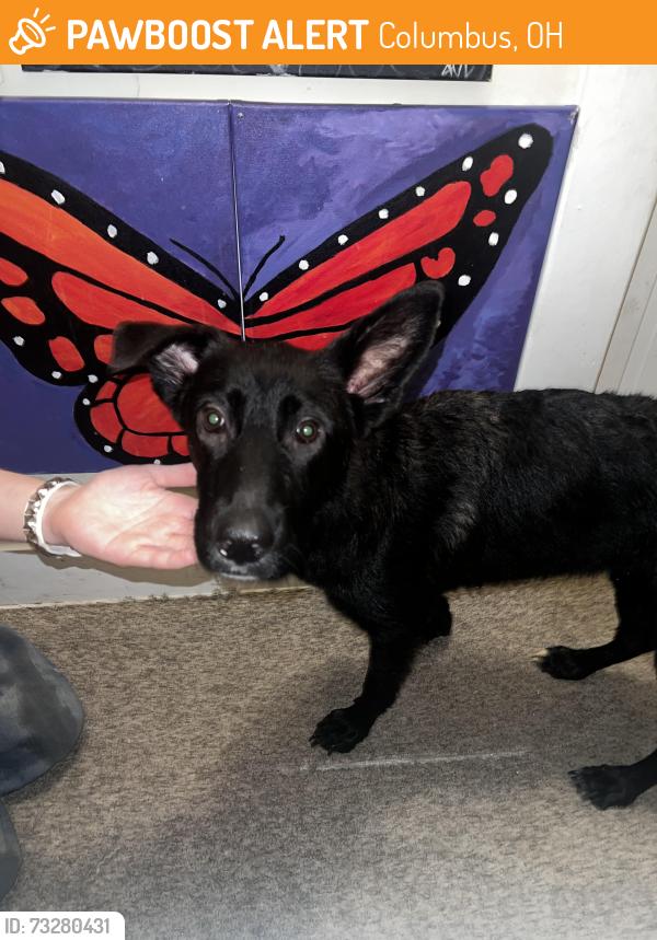 Found/Stray Male Dog last seen Hudson and High st, Columbus, OH 43202