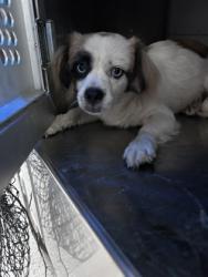 Shelter Stray Male Dog last seen Near oakdale, East District, TX, 355 Hillshire Dr, Haslet, TX 76052, USA