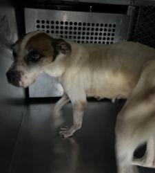 Shelter Stray Female Dog last seen Near NW 26TH ST, North District,, 355 Hillshire Dr, Haslet, TX 76052, USA