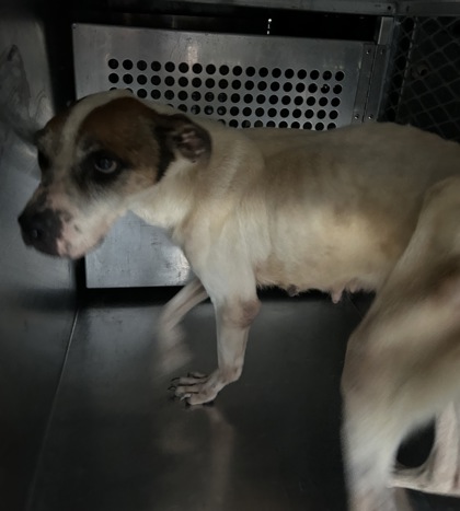 Shelter Stray Female Dog last seen Near NW 26TH ST, North District,, 355 Hillshire Dr, Haslet, TX 76052, USA
