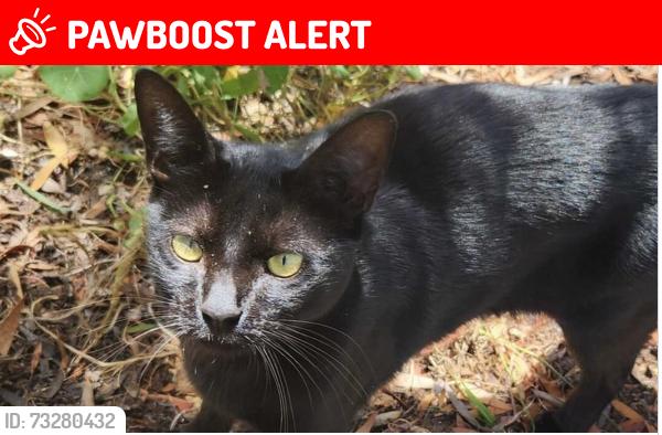 Lost Male Cat last seen Cottontail and Calle Cordoniz or Bayview Heights, Baywood-Los Osos, CA 93402