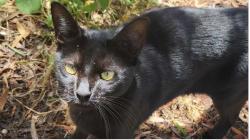 Lost Male Cat last seen Cottontail and Calle Cordoniz or Bayview Heights, Baywood-Los Osos, CA 93402