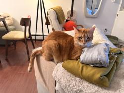 Lost Male Cat last seen Manhattan and baseline, Boulder, CO 80303
