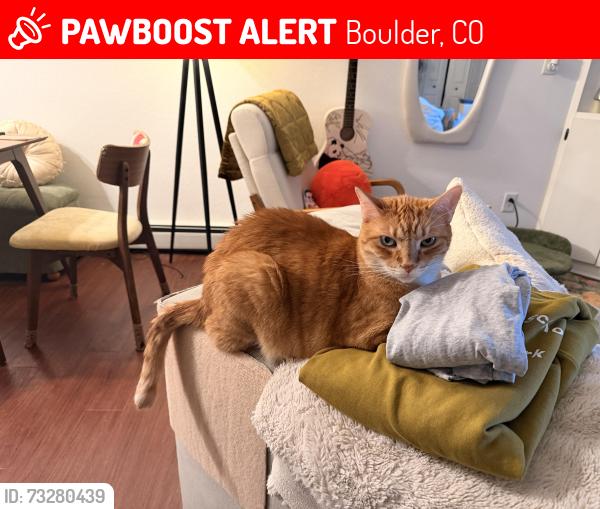 Lost Male Cat last seen Manhattan and baseline, Boulder, CO 80303
