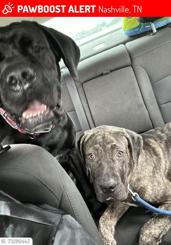 Lost Male Dog last seen Intersection closest to Vintage Century Farms, Nashville, TN 37013