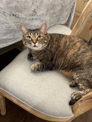 Reunited Female Cat last seen Sacramento, Chicago, IL 60645