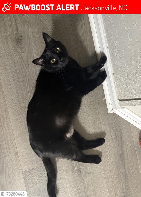 Lost Male Cat last seen Could be roaming around the surrounding neighborhoods, Jacksonville, NC 28540