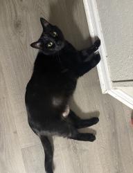 Lost Male Cat last seen Could be roaming around the surrounding neighborhoods, Jacksonville, NC 28540