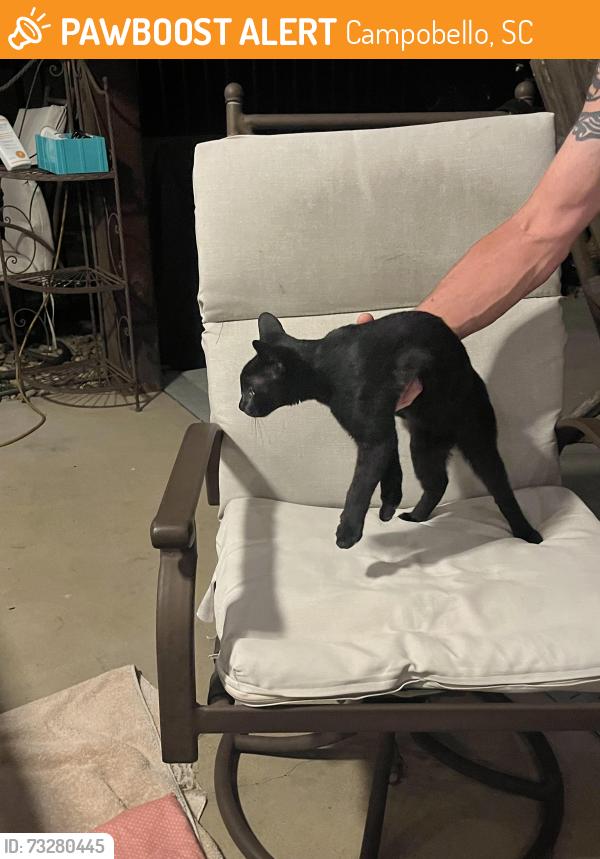 Found/Stray Female Cat last seen Bradley Dill and Brashears, Campobello, SC 29322