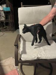 Found/Stray Female Cat last seen Bradley Dill and Brashears, Campobello, SC 29322
