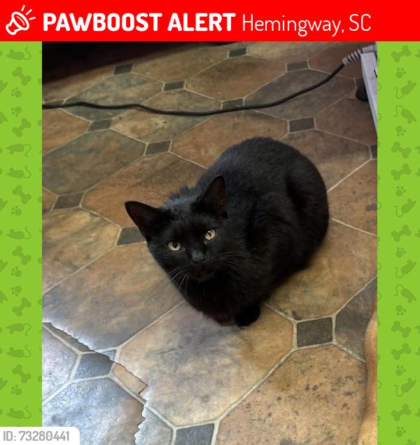 Lost Male Cat last seen Hemingway SC, Hemingway, SC 29554