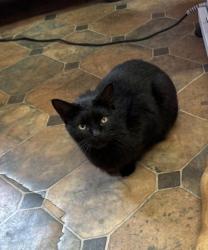 Lost Male Cat last seen Hemingway SC, Hemingway, SC 29554
