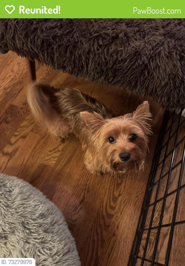Reunited Male Dog last seen 15th and harvard ave nw, canton, oh, Canton, OH 44703