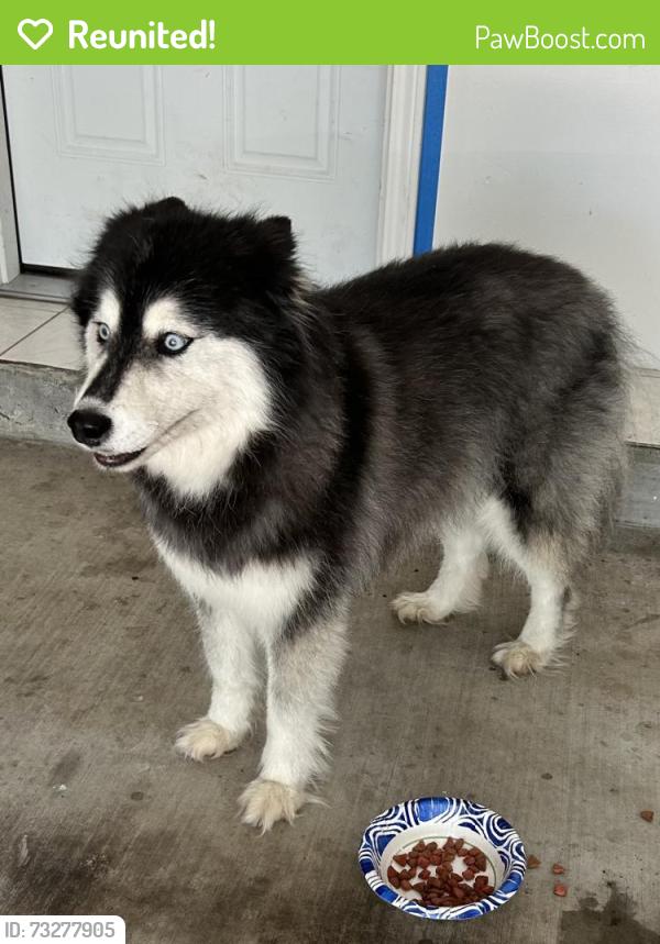 Reunited Unknown Dog last seen Enchanted Valley Drive, Houston, TX 77429