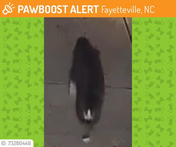 Found/Stray Unknown Cat last seen Mingary-Gray Goose, Fayetteville, NC 28306