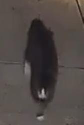 Found/Stray Unknown Cat last seen Mingary-Gray Goose, Fayetteville, NC 28306