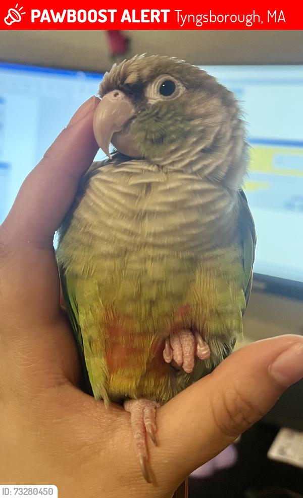 Lost Female Bird last seen Ryan Automotive Service and Brothers Pizza and Pasta, Tyngsborough, MA 01879