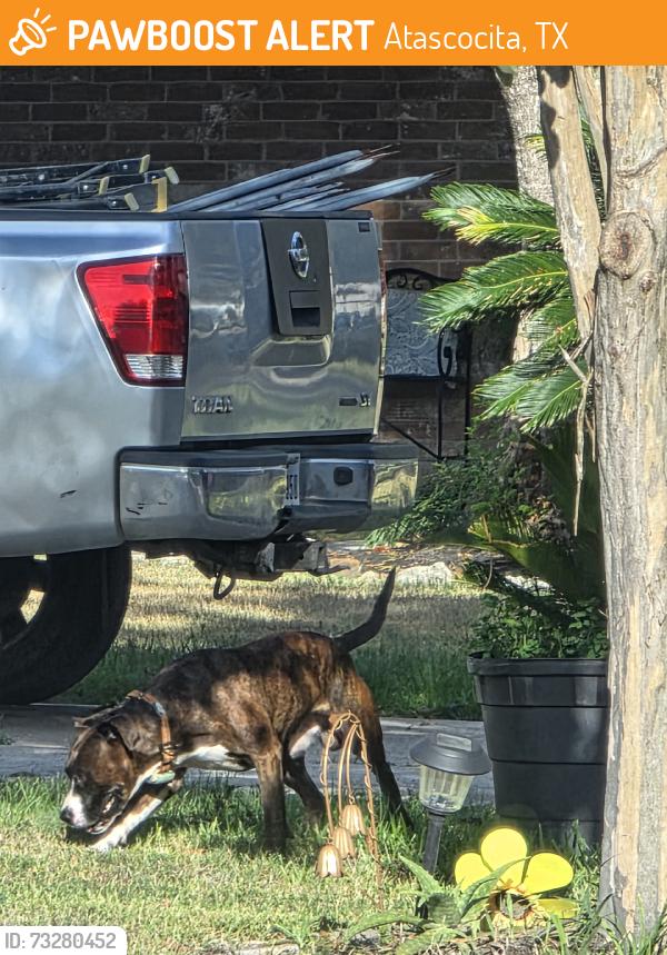 Found/Stray Male Dog last seen Springtree Dr, Atascocita, TX 77396