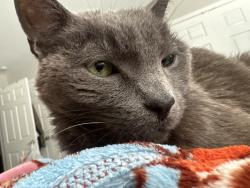 Lost Female Cat last seen Bold bidder dr, Lexington, KY 40517
