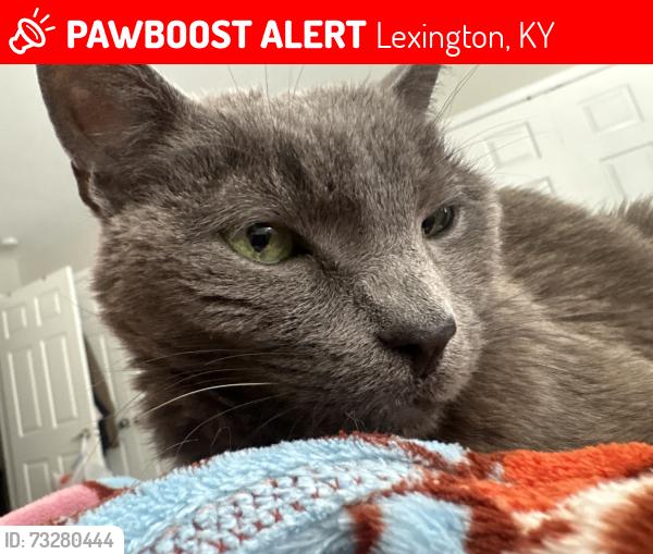 Lost Female Cat last seen Bold bidder dr, Lexington, KY 40517