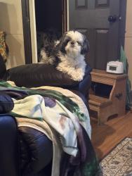 Lost Female Dog last seen Cassville, Cartersville, GA 30121