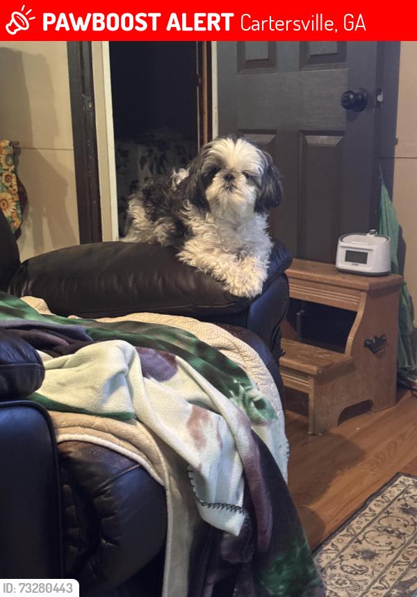 Lost Female Dog last seen Cassville, Cartersville, GA 30121