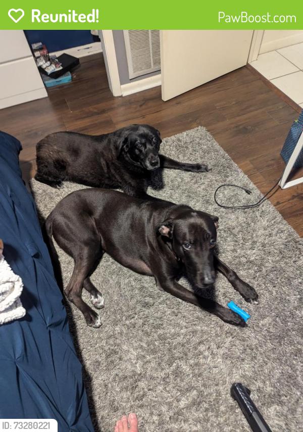 Reunited Male Dog last seen Northridge Dr and Countryside blvd, Clearwater, FL 33761