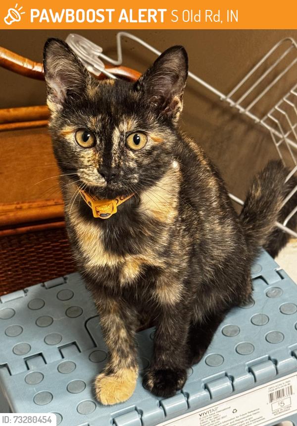 Found/Stray Female Cat last seen State Road 3, S Old Rd, IN 47302